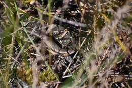 Image of South-western Cool-skink