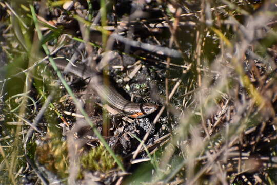 Image of South-western Cool-skink