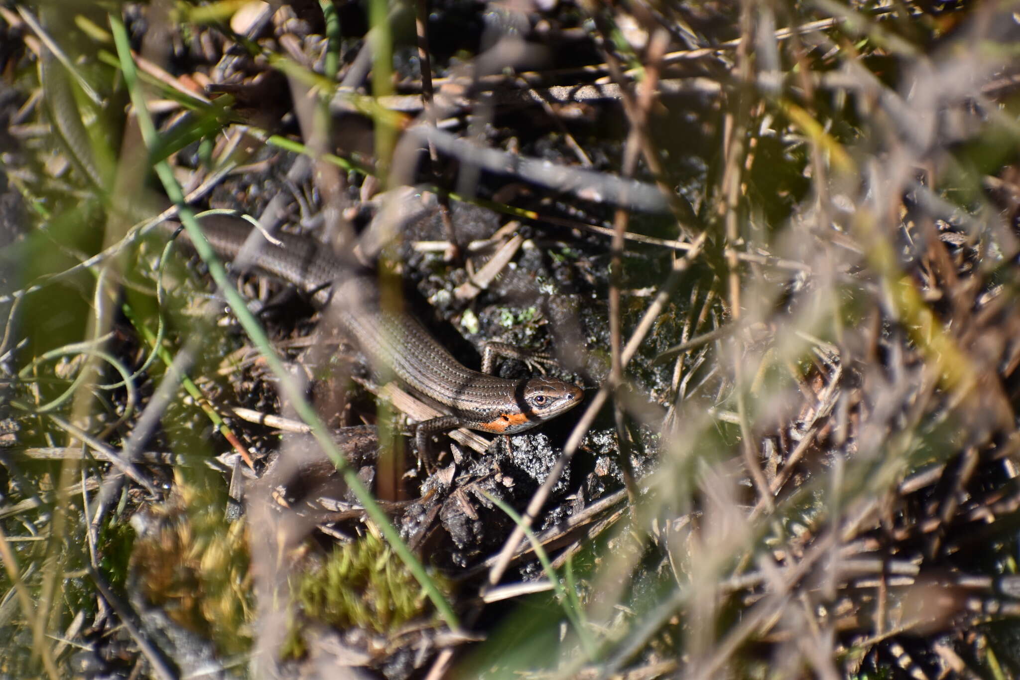 Image of South-western Cool-skink