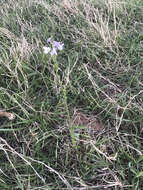 Image of Texas toadflax