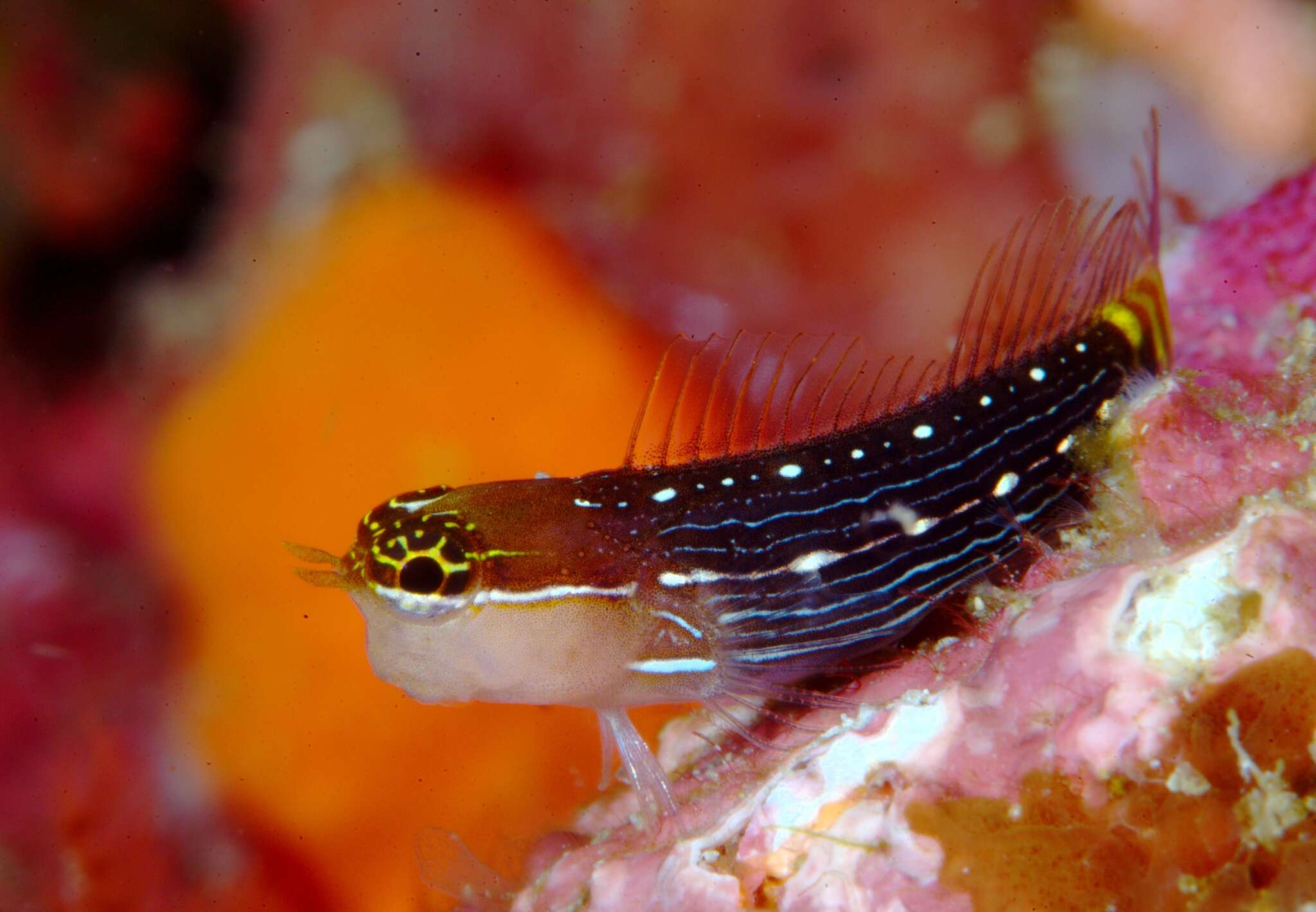 Image of Pictus Blenny