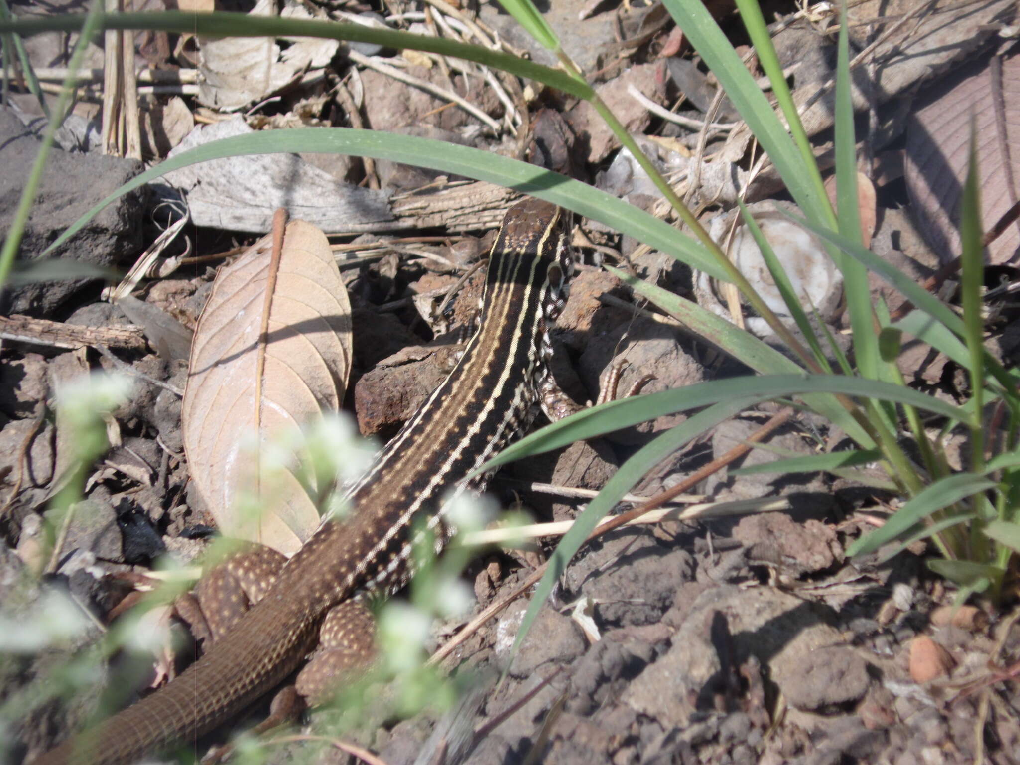 صورة Aspidoscelis communis (Cope 1878)