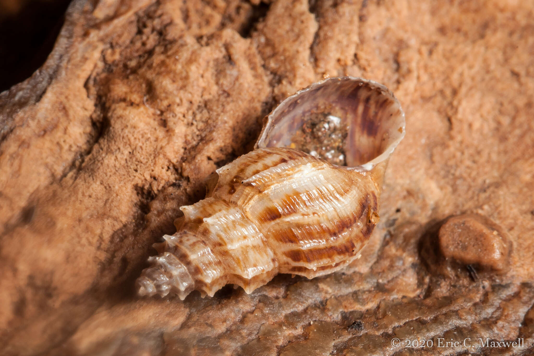 Image of Snail