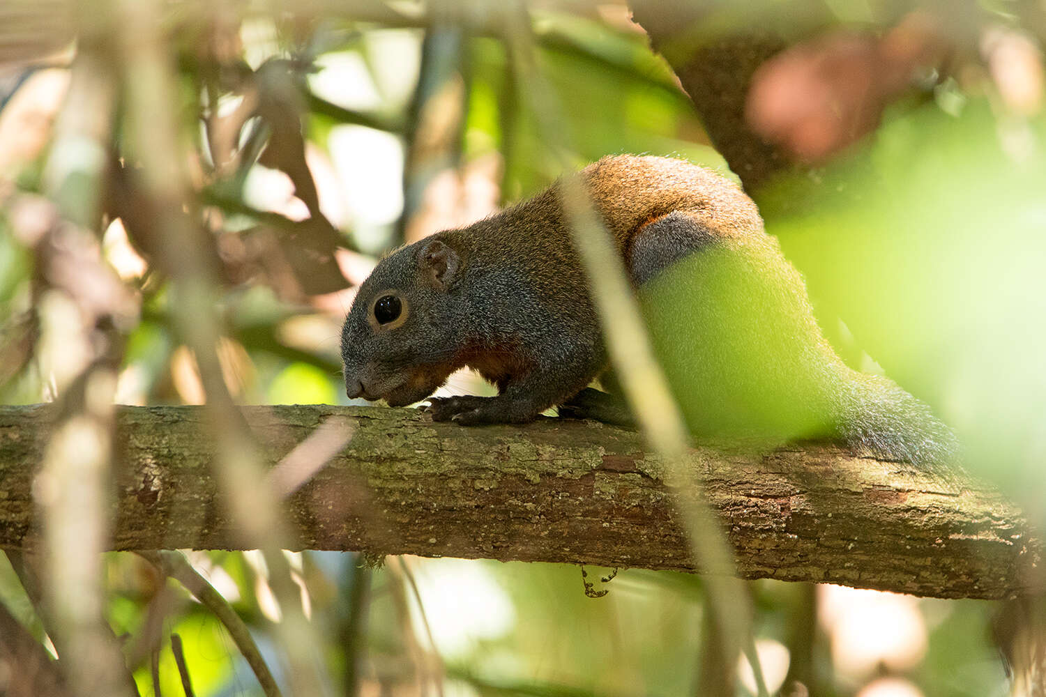 Image of Horse-tailed Squirrel