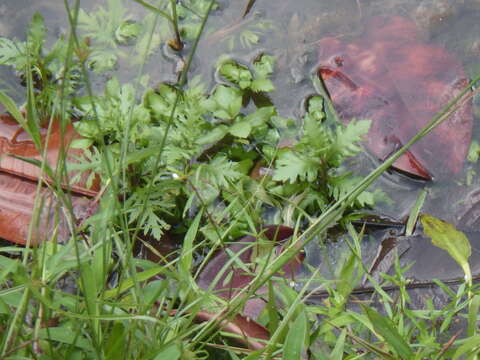 Imagem de Hygrophila difformis (L. fil.) Bl.