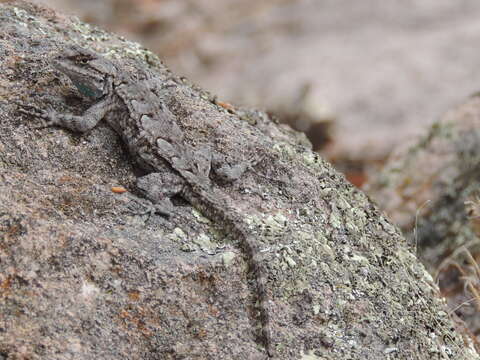 Image of Sceloporus lemosespinali Lara-góngora 2004