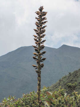 Image of Puya nitida Mez