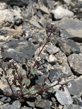 Phacelia barnebyana Howell的圖片