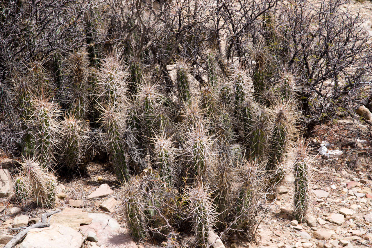 Image of Corryocactus tarijensis Cárdenas