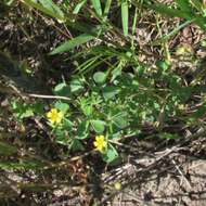 Image of slender yellow woodsorrel