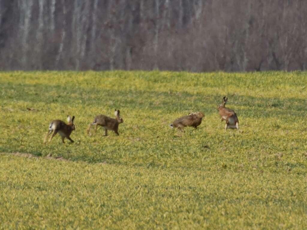 Image of brown hare, european hare