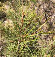 Image of Hakea vittata R. Br.