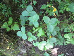 Image of Oxalis peduncularis Kunth