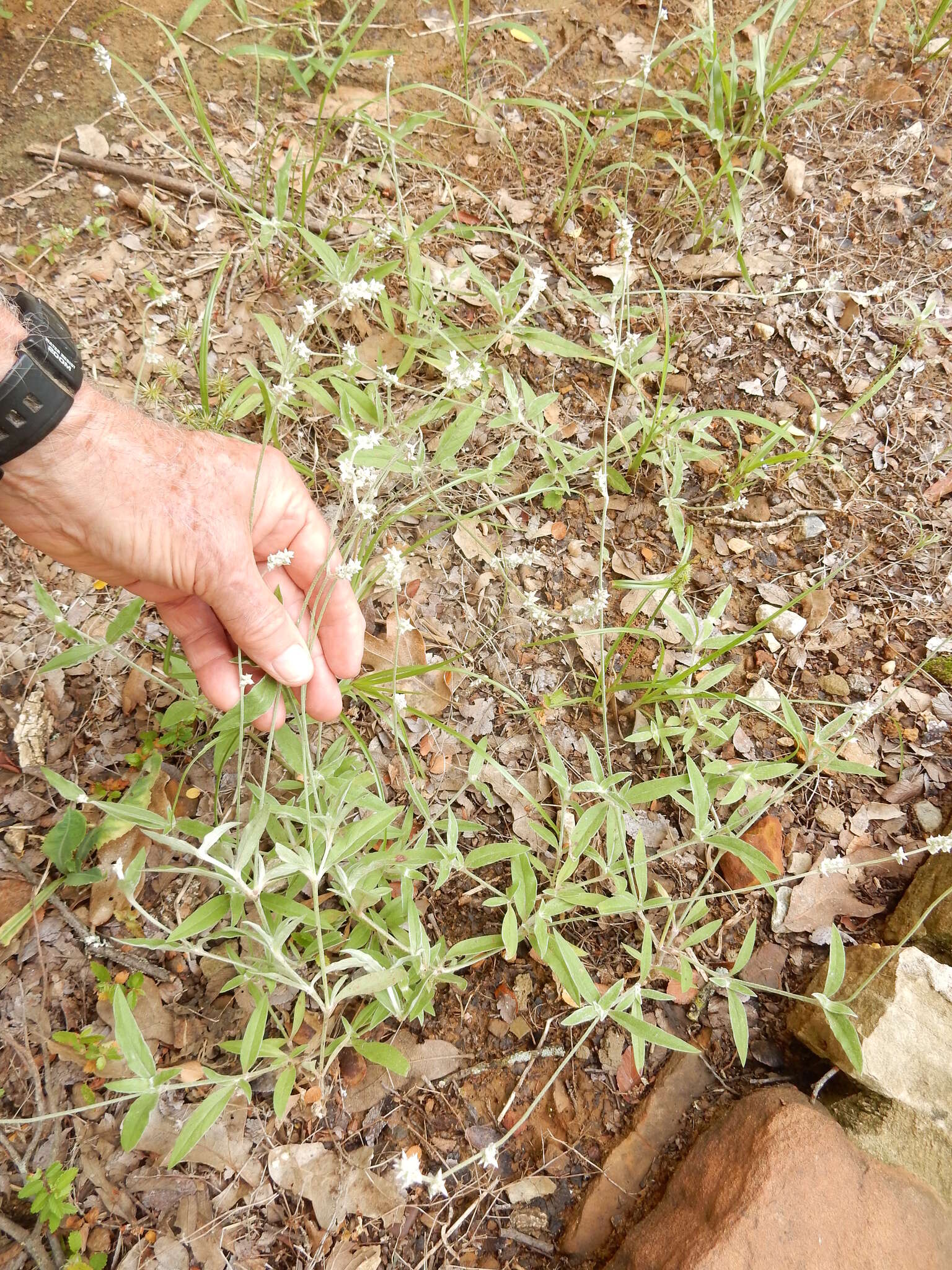 Image of slender snakecotton