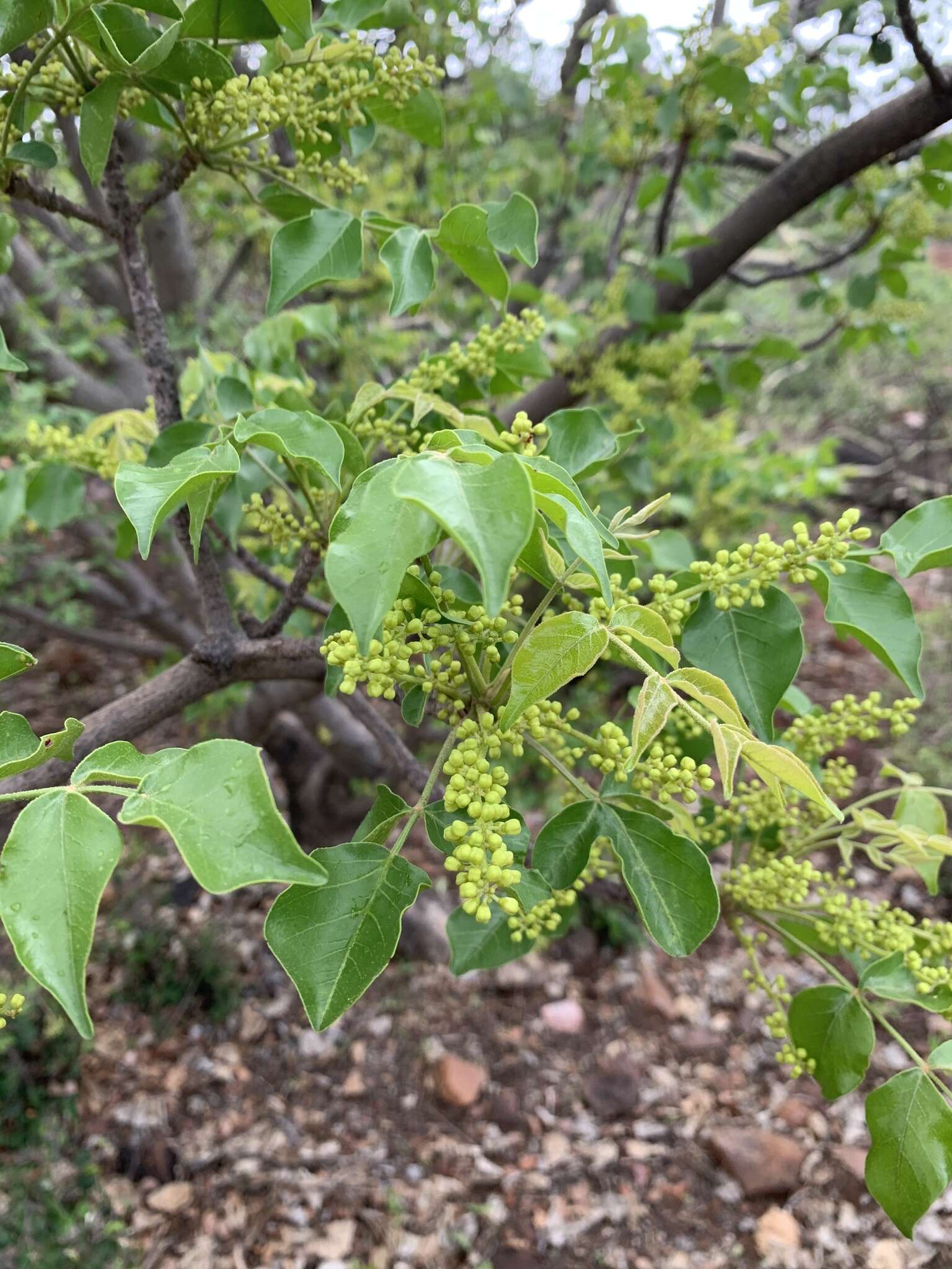 Plancia ëd Lannea schweinfurthii var. stuhlmannii (Engl.) Kokwaro