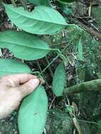 Image of Austrobaileya scandens C. White