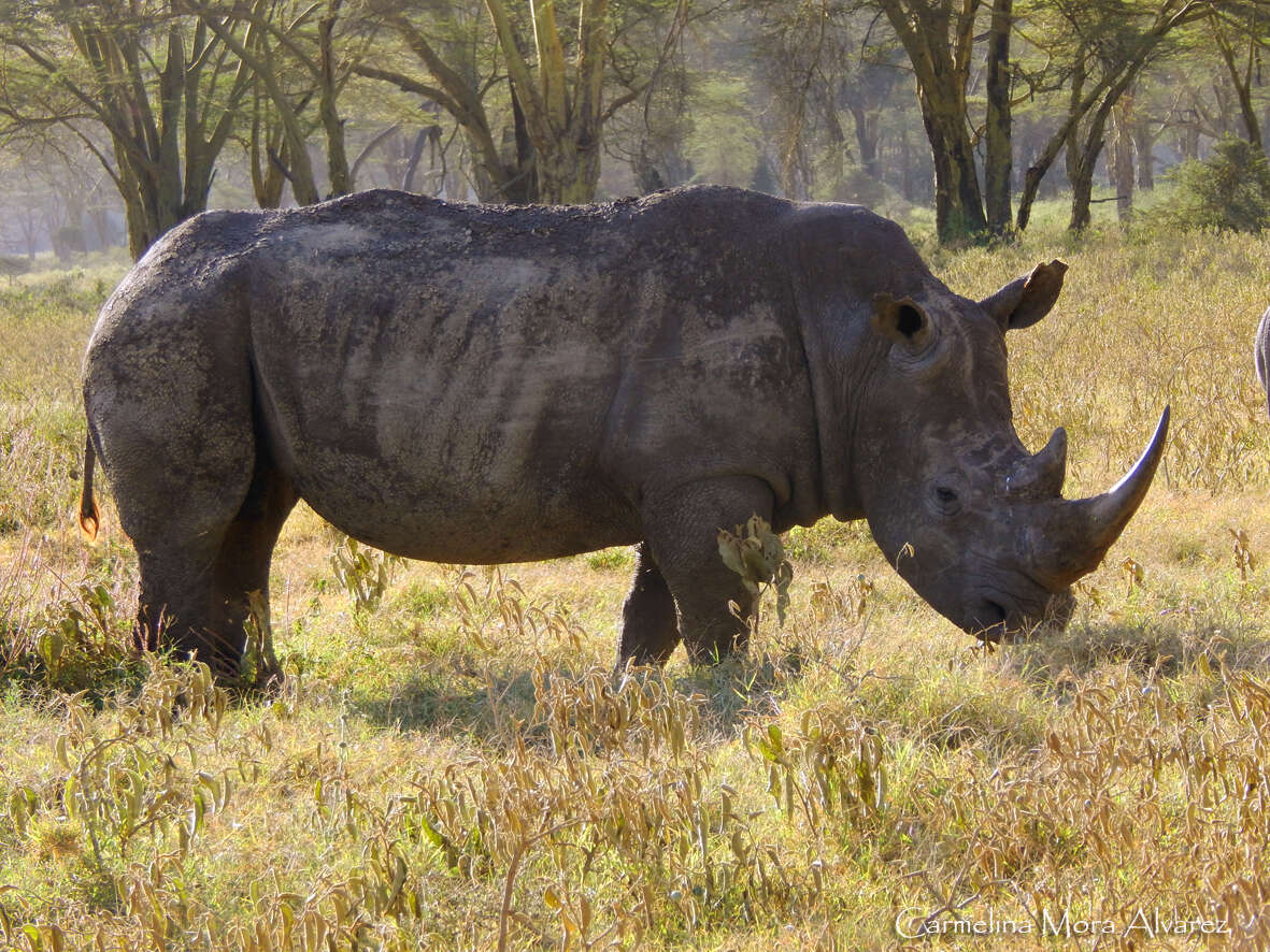 Image of Ceratotherium simum simum