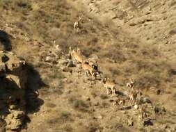 Image of Ladakh Urial