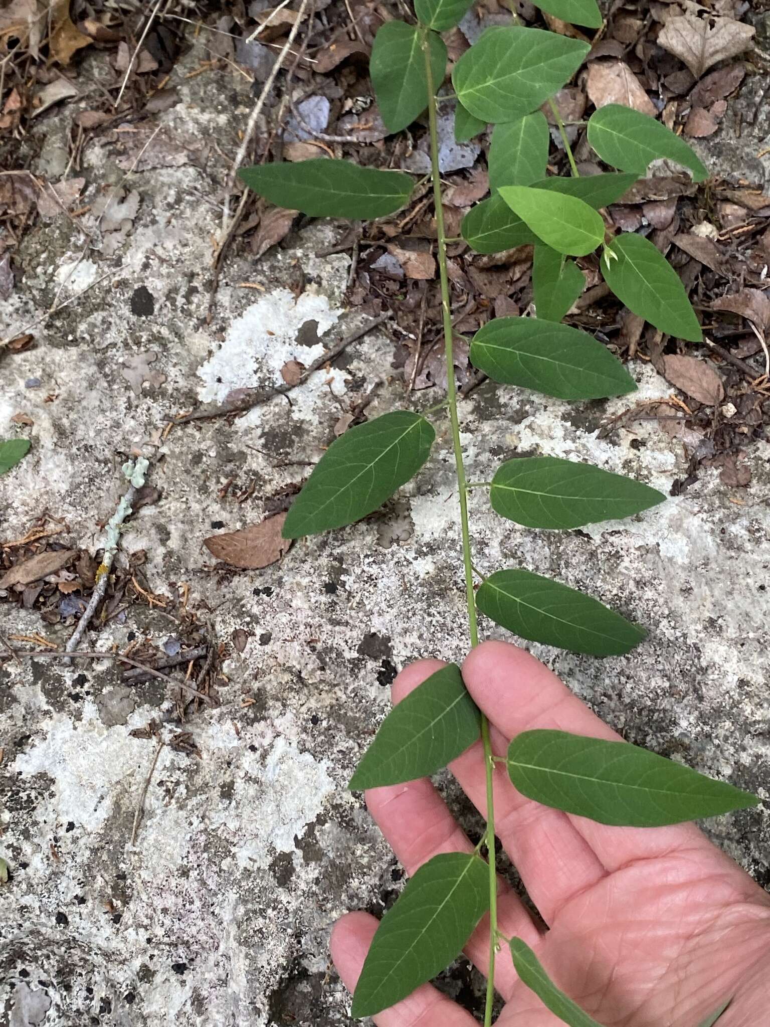 Imagem de Desmodium psilophyllum Schltdl.