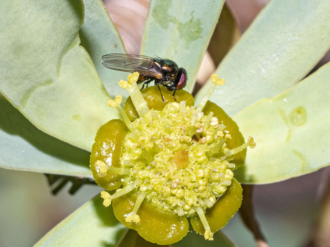 صورة Lamprolonchaea smaragdi (Walker 1849)