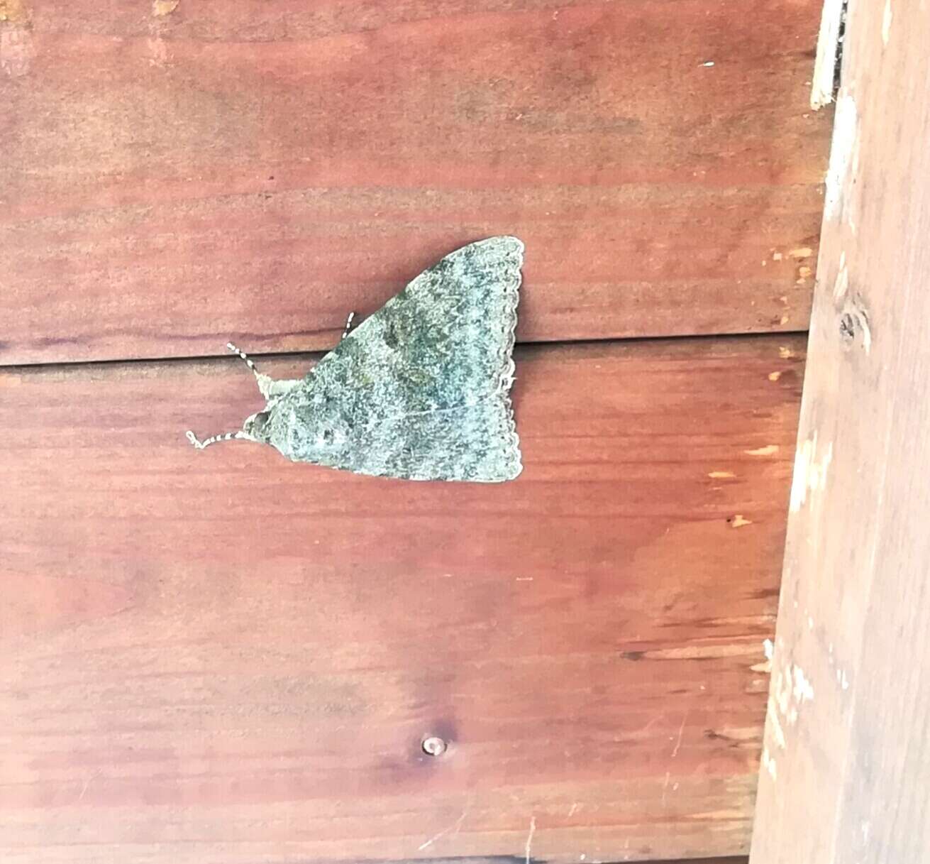 Image of french red underwing