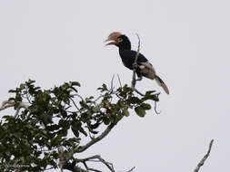 Image of Brown-cheeked Hornbill