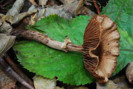 Image of Cyclocybe erebia (Fr.) Vizzini & Matheny 2014