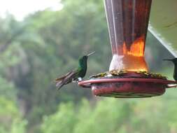 Image of Copper-rumped Hummingbird