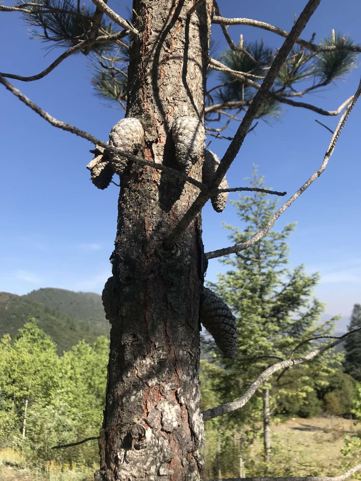 Image of Pinus greggii var. greggii
