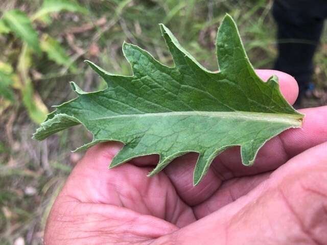 Image of Rhaponticum australe (Gaud.) Soskov