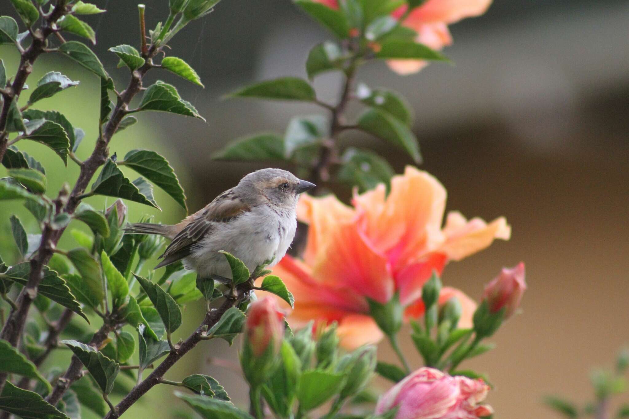 Image of Kenya Rufous-Sparrow