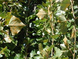 Image of Melampsora laricis-populina Kleb. 1902