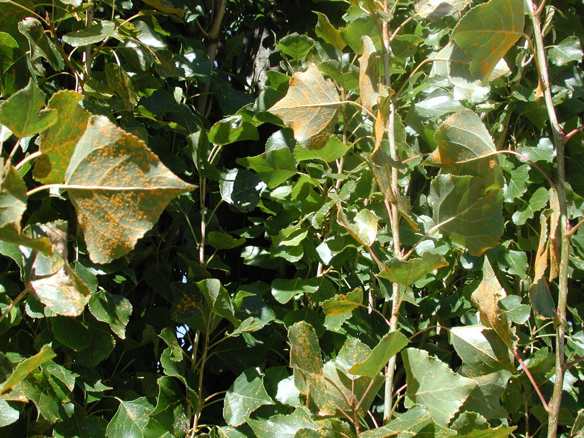 Imagem de Melampsora laricis-populina Kleb. 1902