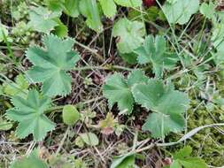 صورة Alchemilla glaucescens Wallr.