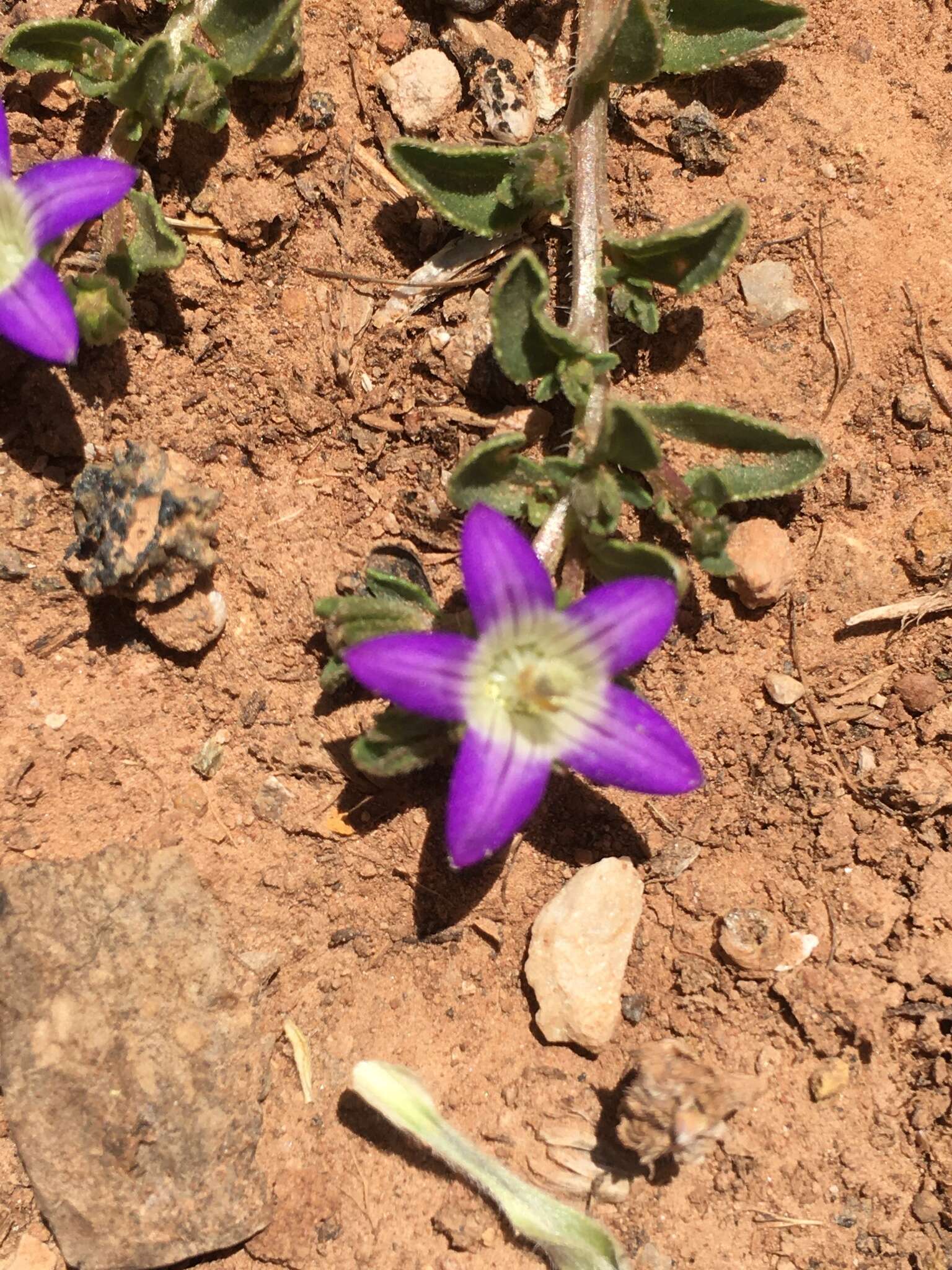 Campanula filicaulis Durieu resmi