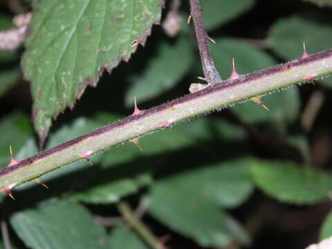 Plancia ëd Rubus macrophyllus Weihe & Nees