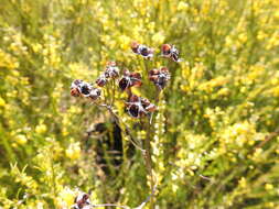 Image of Haemodorum tenuifolium A. Cunn. ex Benth.