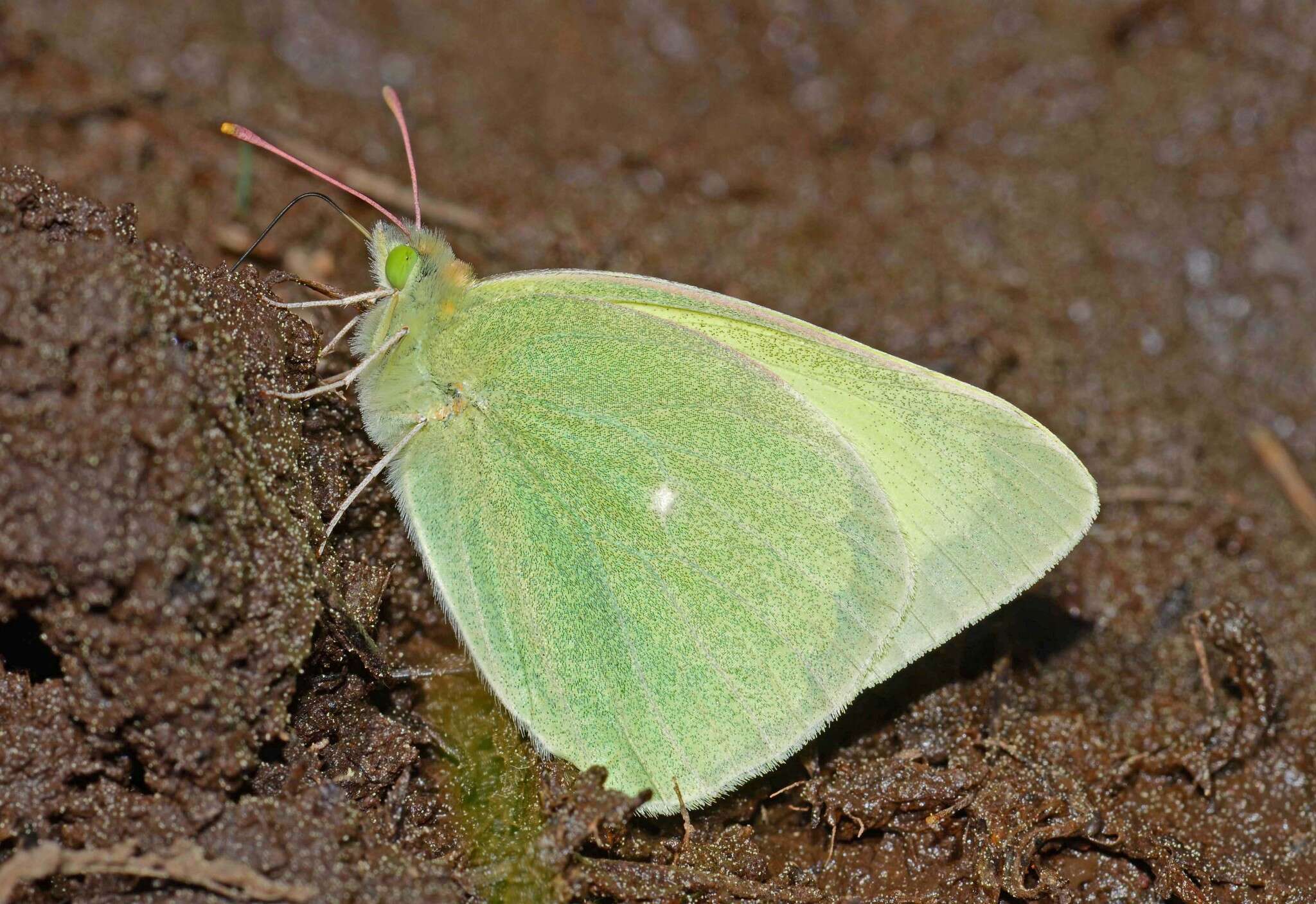 Image of Alexandra's Sulphur