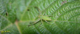 Image of Oxytate striatipes L. Koch 1878