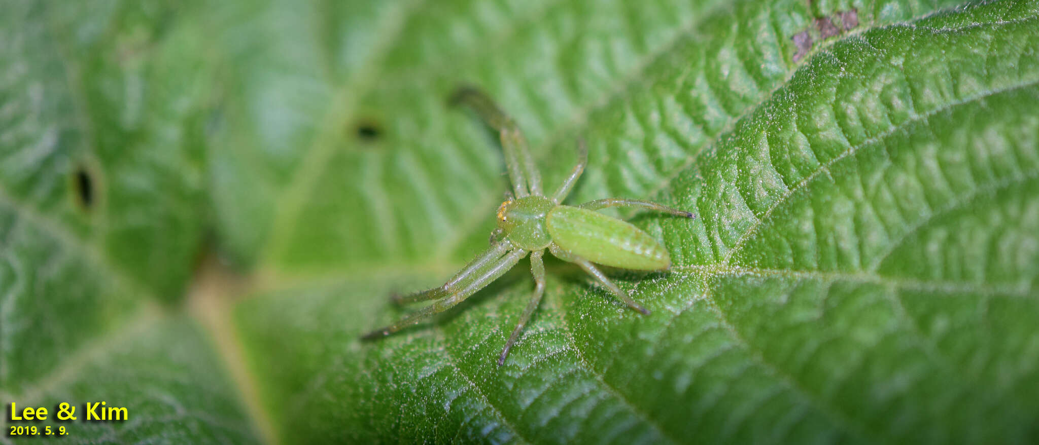 Image of Oxytate striatipes L. Koch 1878