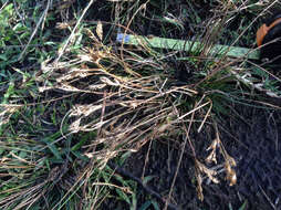 Image of Toad Rush