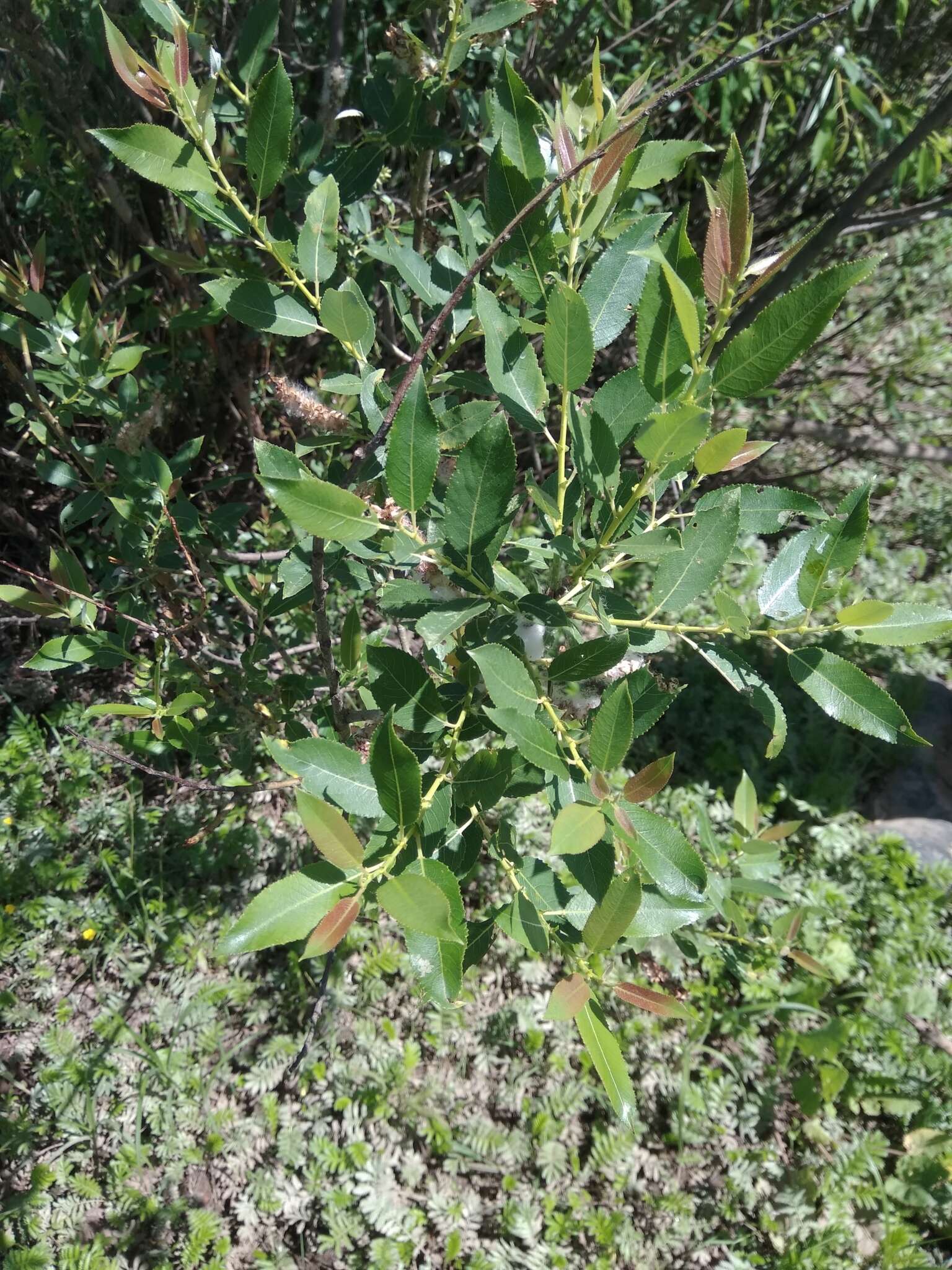 Image of Almond-leaved Willow