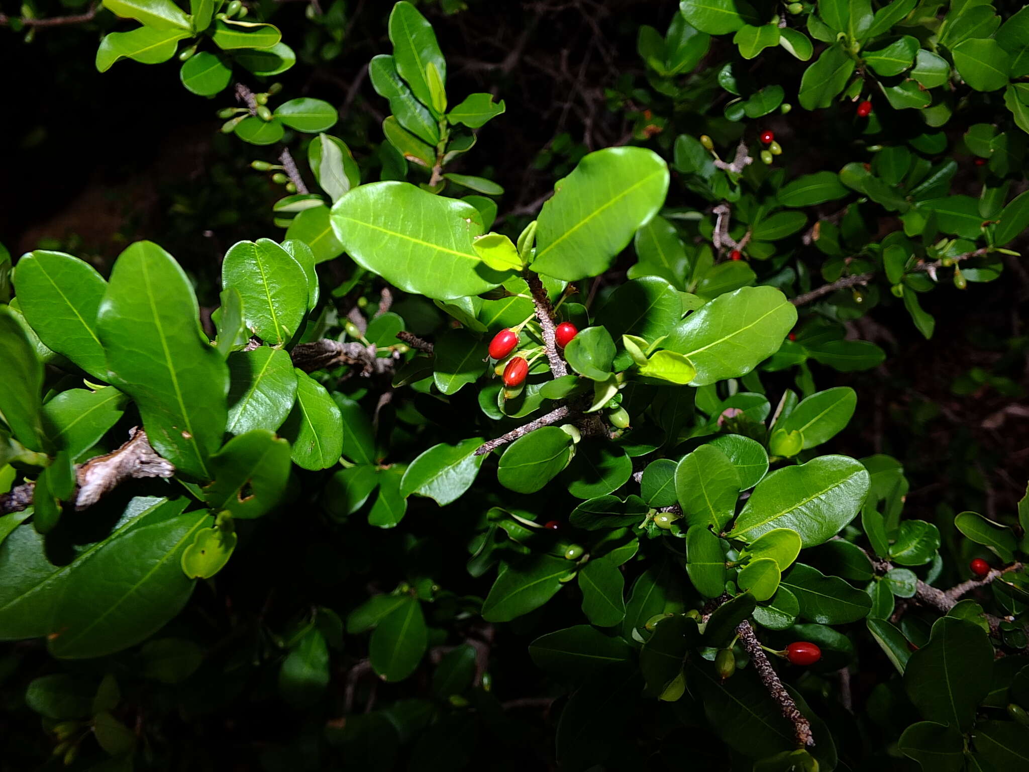 Image of Erythroxylum cumanense Kunth