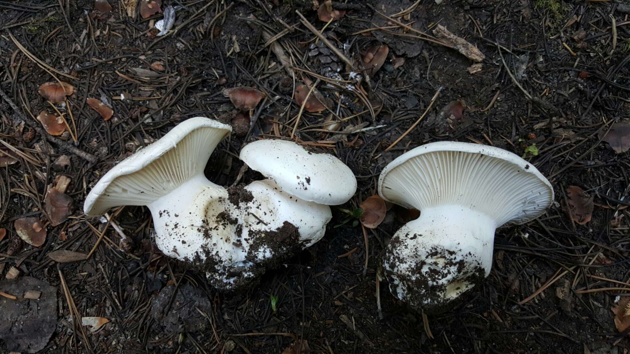 Слика од Hygrophorus subalpinus A. H. Sm. 1941