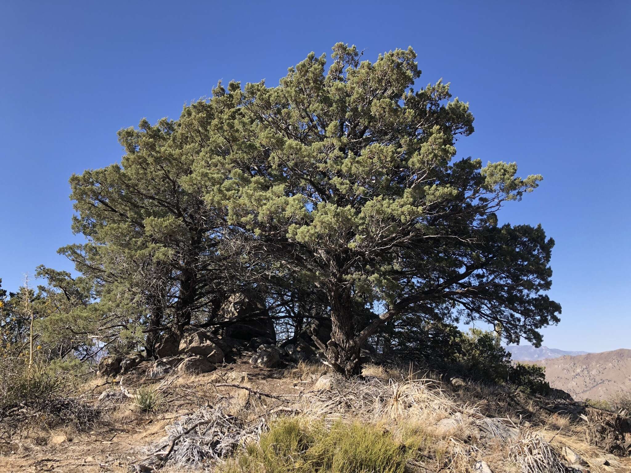 Cupressus arizonica var. nevadensis (Abrams) Little resmi