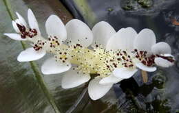 Image of Cape pondweed