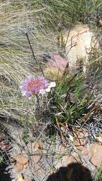 Image of Dilatris corymbosa P. J. Bergius