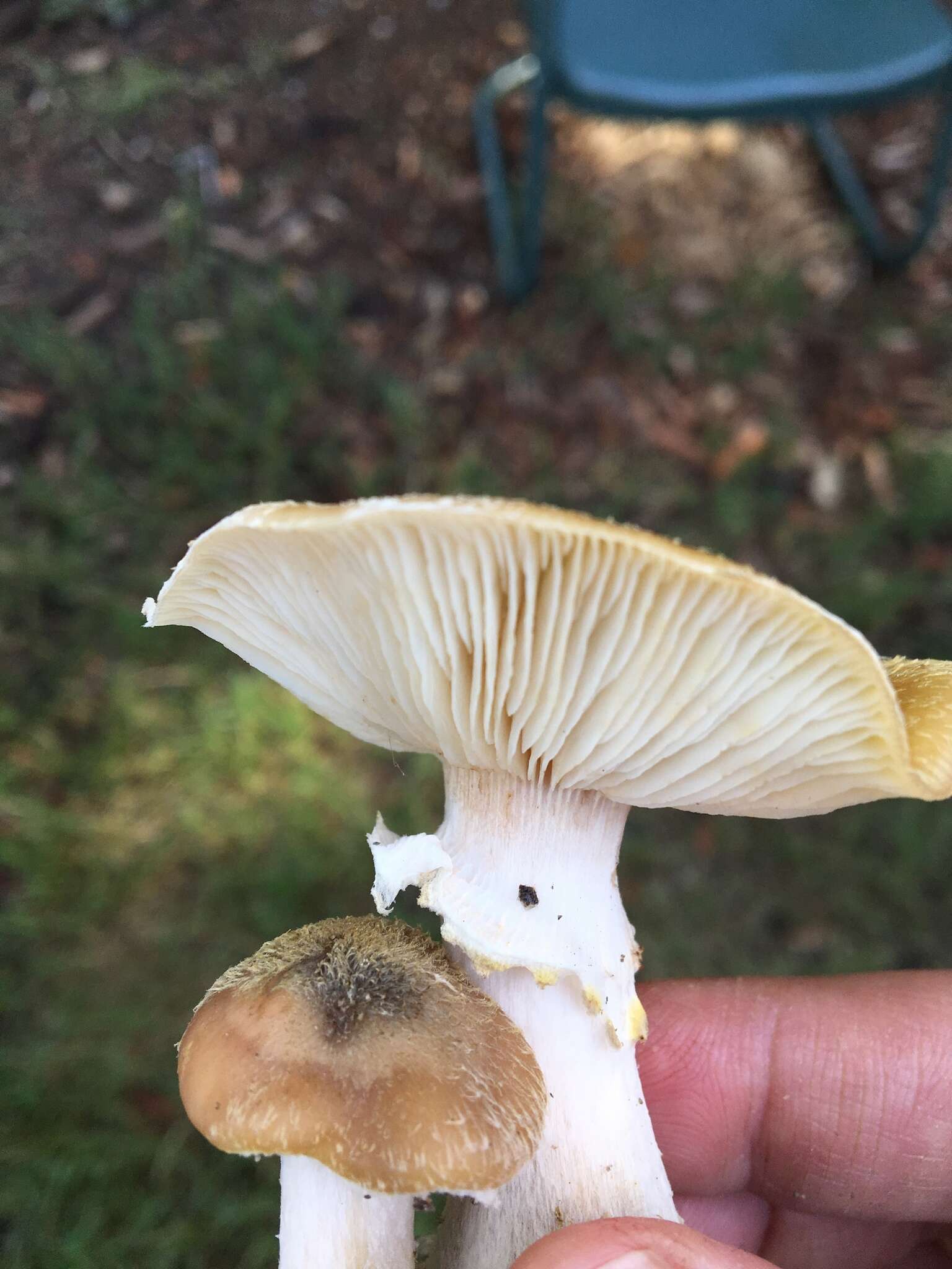 Image of Armillaria sinapina Bérubé & Dessur. 1988