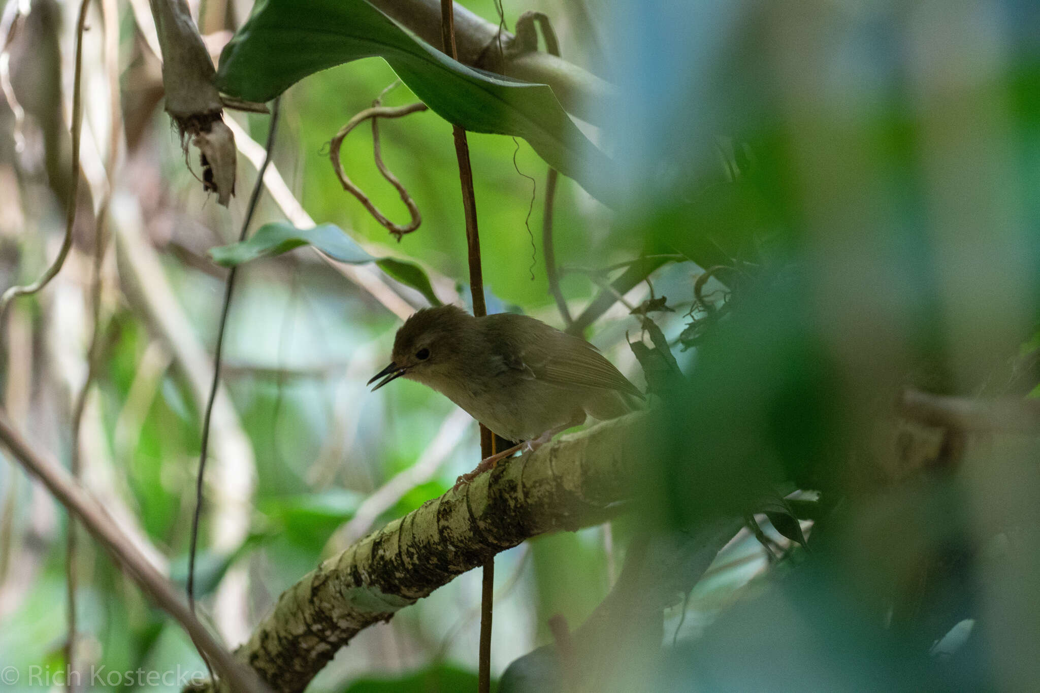 Image of Large-billed Scrubwren