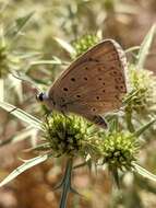 Imagem de Polyommatus albicans (Gerhard 1851)